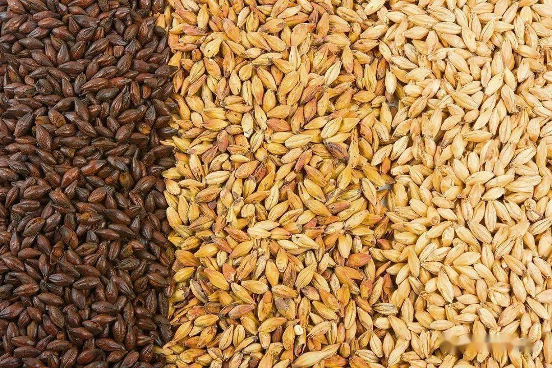 威士忌的风味从何而来_麦芽_酒精_风土