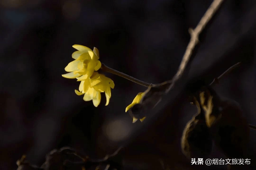 花为|等一个人，陪我去蓬莱阁闻香！