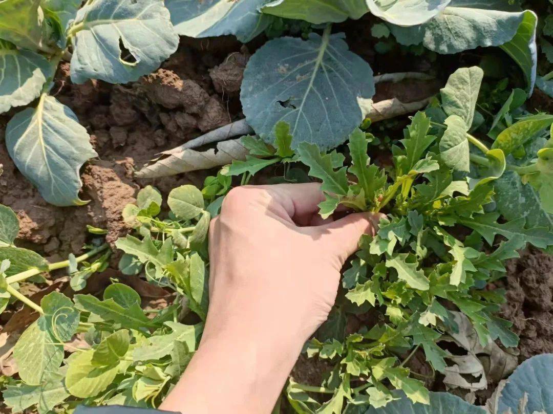 别养"我"!_种植_罂粟花_毒品