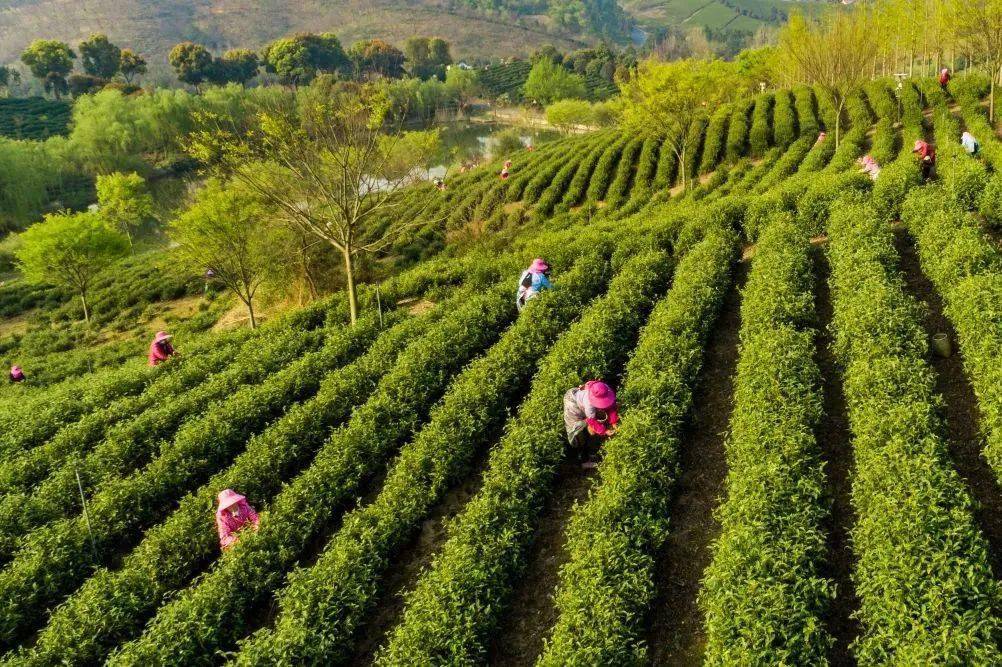 推文大赛参赛作品长寿之乡福建柘荣悠久茶史孕育独具特色的高山白茶