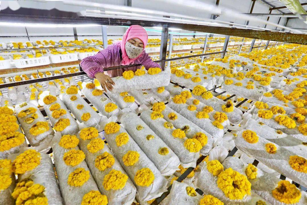 民乐:金耳成为农户增收"金饽饽"_种植_循环_工厂化