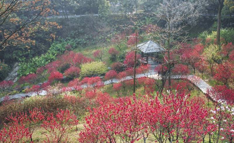 春风|十里桃花醉春风，广州白云山现代版“桃花源”焕新颜