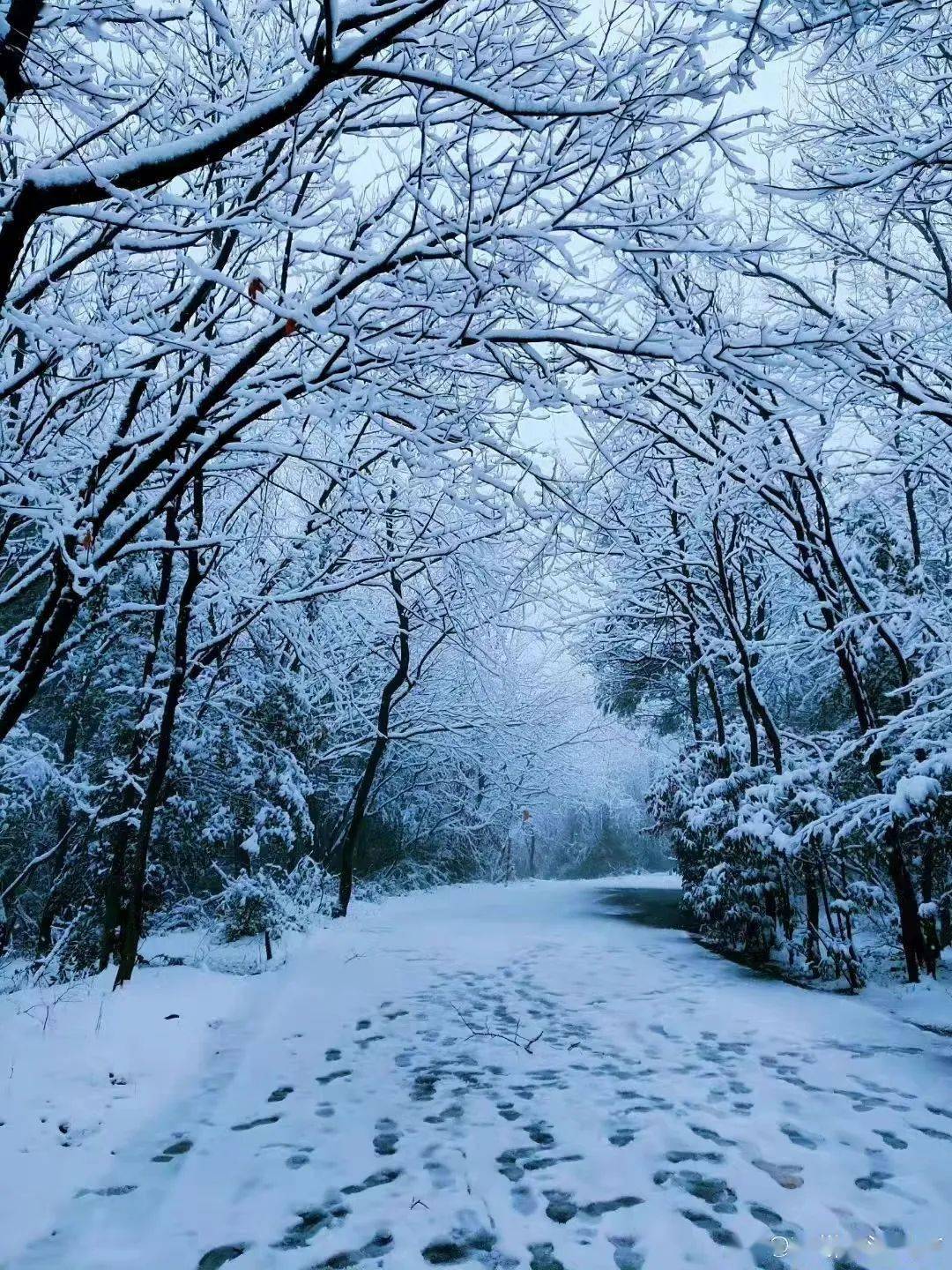 苏州大阳山雪景图片