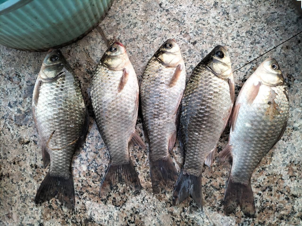 一起来寻巨物绝对是渔获中的亮点