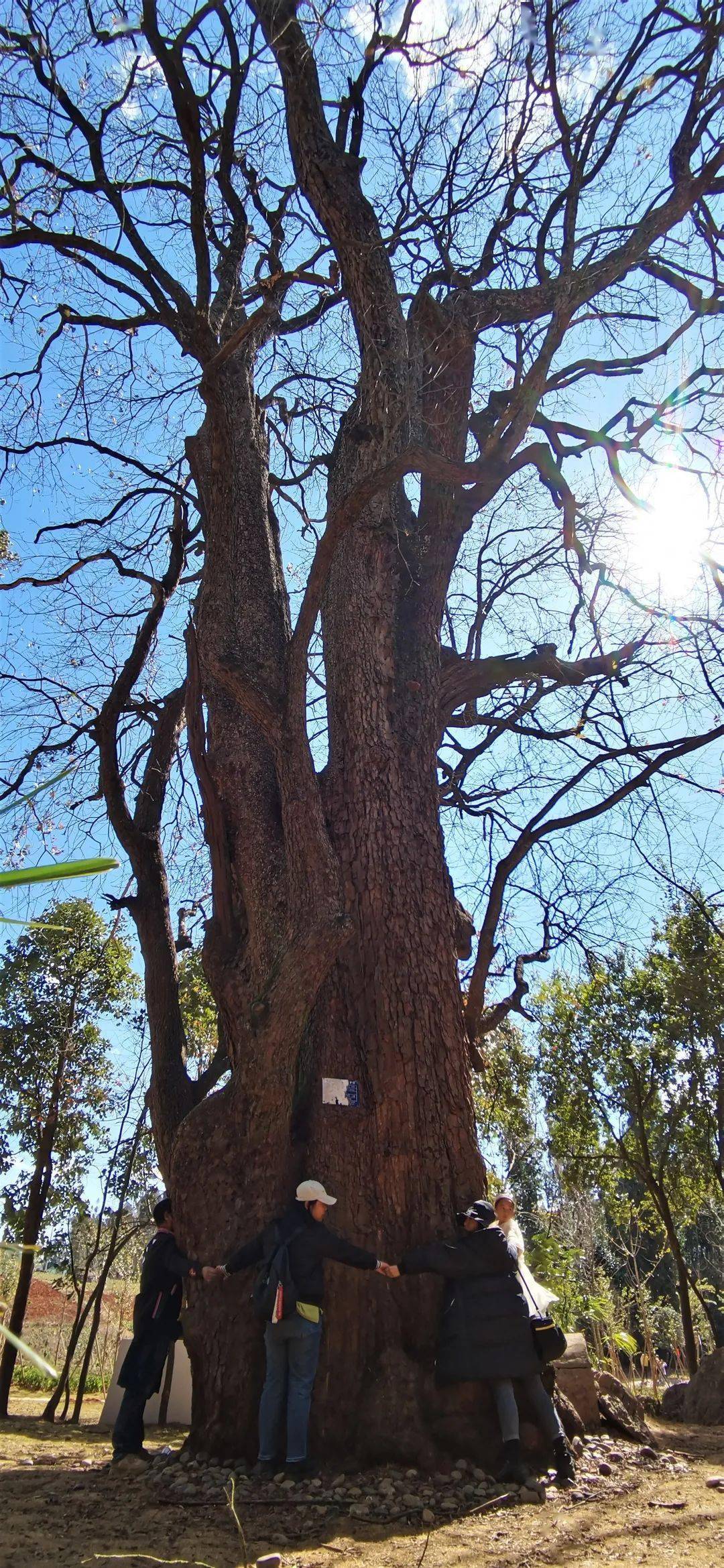 龙朋飞来石天外来石松竹翠景