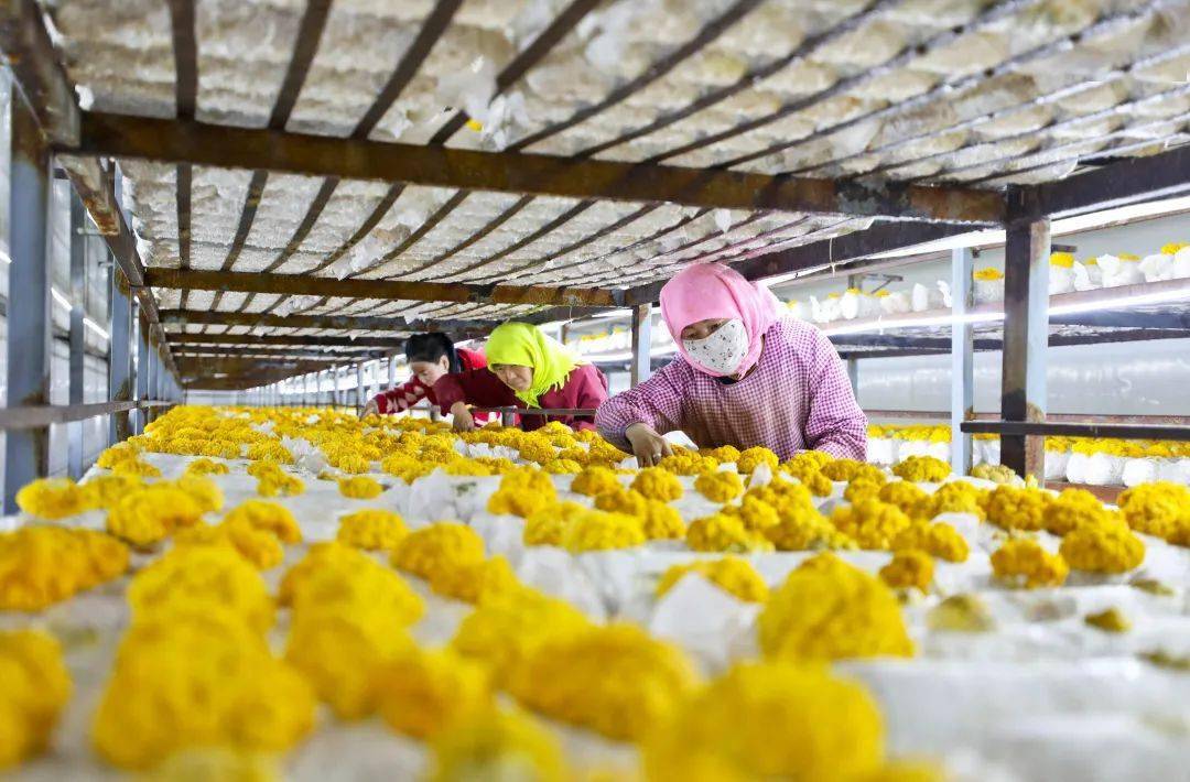 连日来,民乐县食用菌种植专业合作社种植的金耳进入春