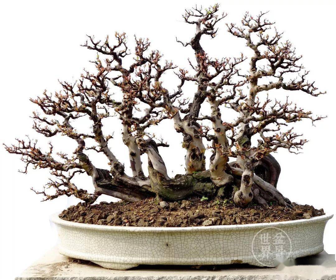 岭南雀梅王_张新华_作品_盆景