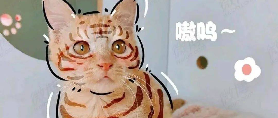 【猫咪领养】三个月大橘猫妹妹寻领养 妹妹 猫咪