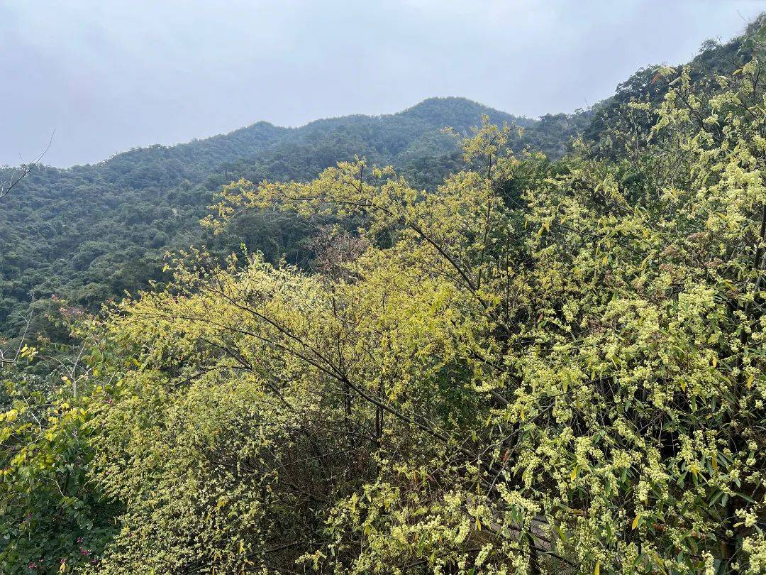 星空|2月，佛山人免费游南丹山！还有多重福利→