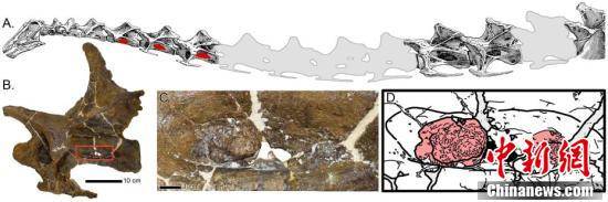 化石|国际最新研究发现恐龙呼吸道感染化石证据