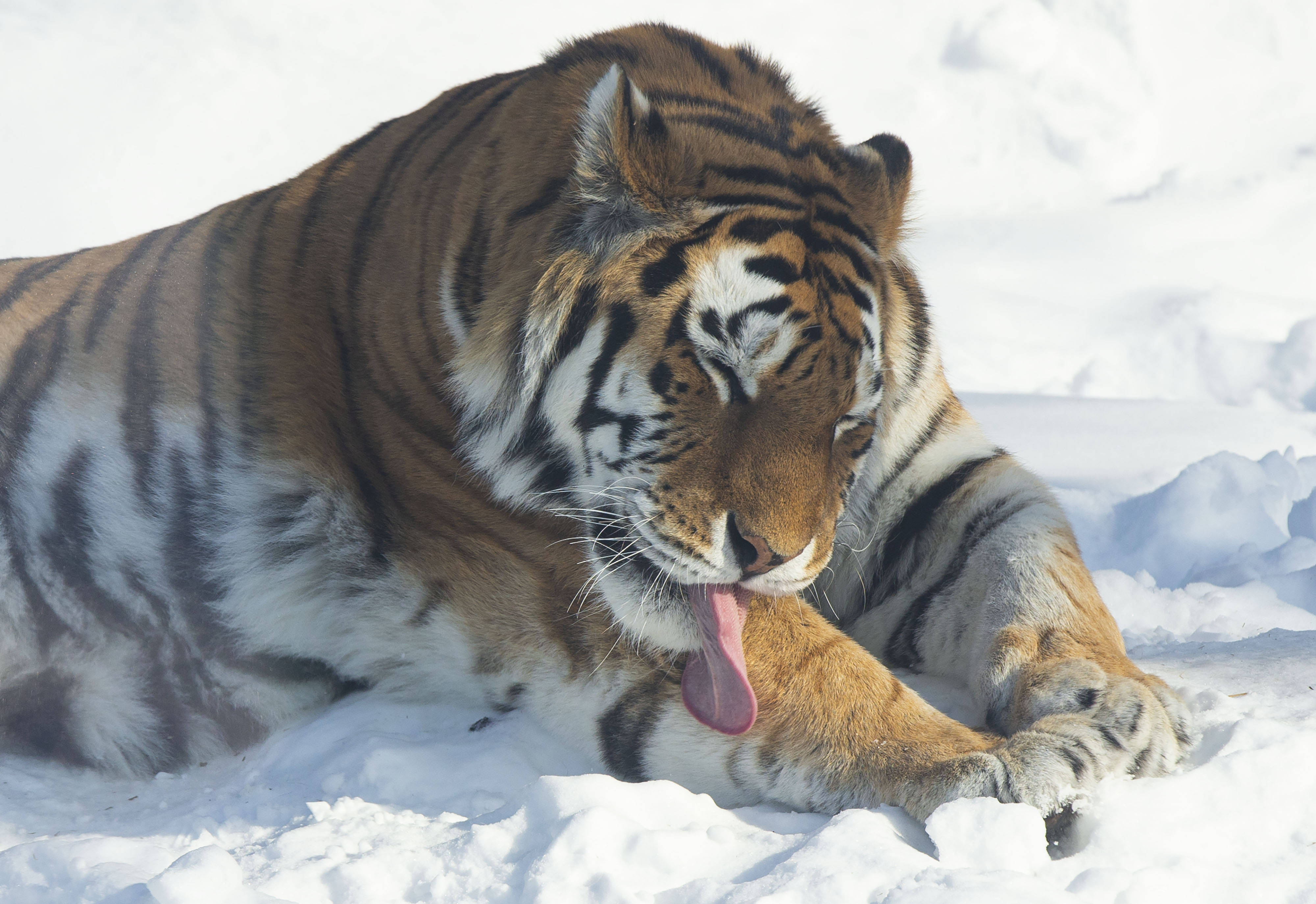 加拿大多伦多动物园庆祝农历虎年新春_新华社_邹峥_活动