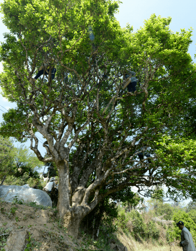乡村旅游之白莺山村_古茶_茶树_茶文化