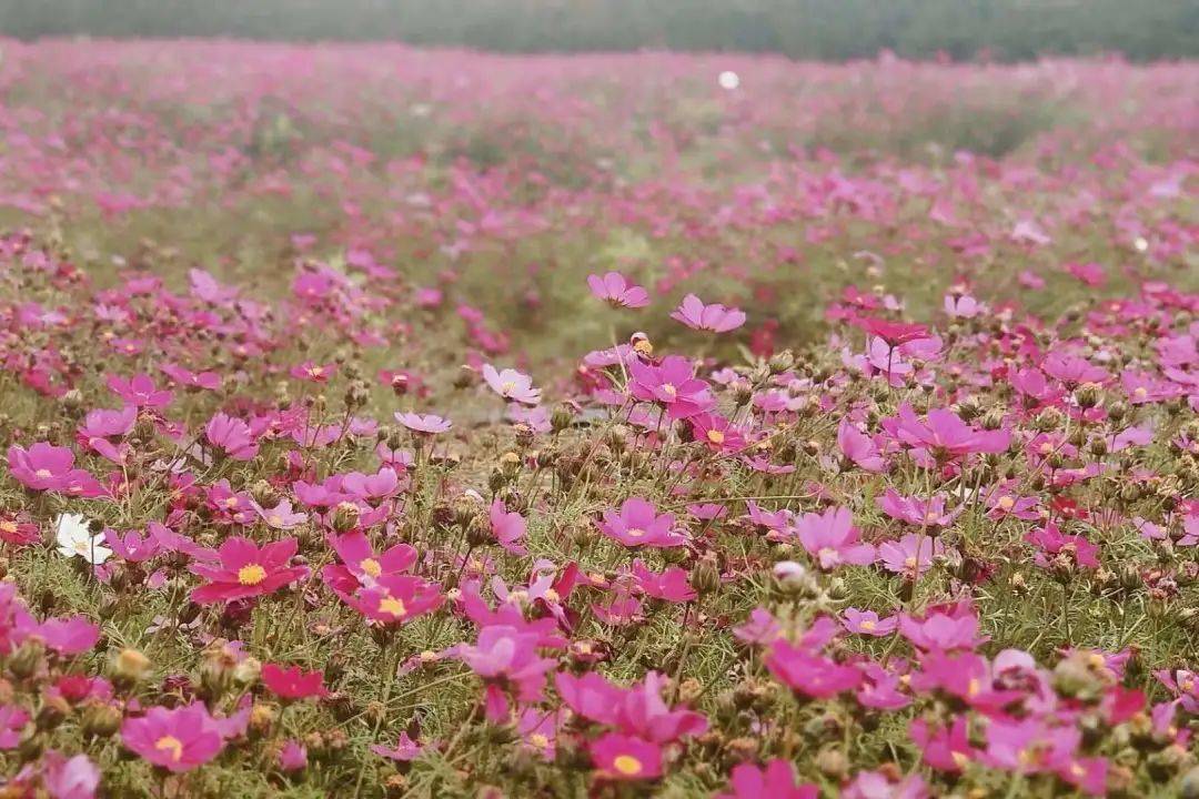 珠海格桑花海图片