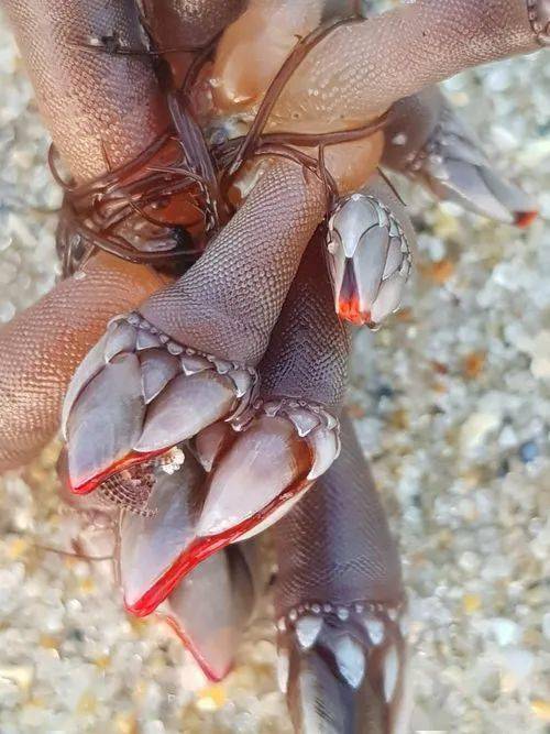 确认过眼神,是我不敢吃(吃不起)的鬼手_鹅颈_gbif_礁石