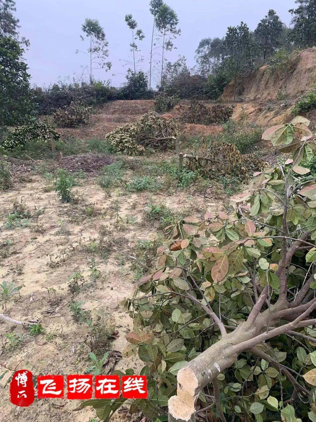 博白龙潭果园半园菠萝树遭人砍毁,是有多大仇?_黄先生_果树_父母