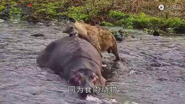 同為食肉動物鬣狗為何要活吃獵物而獅子卻選擇殺死再吃