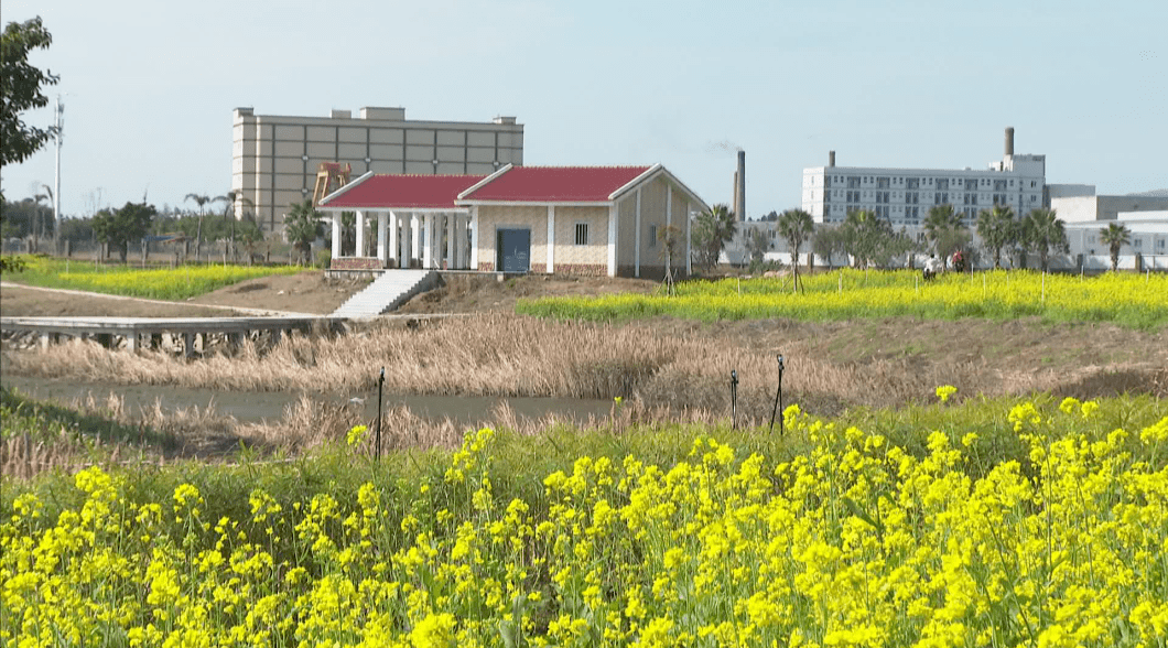 泉港最大湿地公园60多亩油菜花开……_菜堂_游客_泉港区