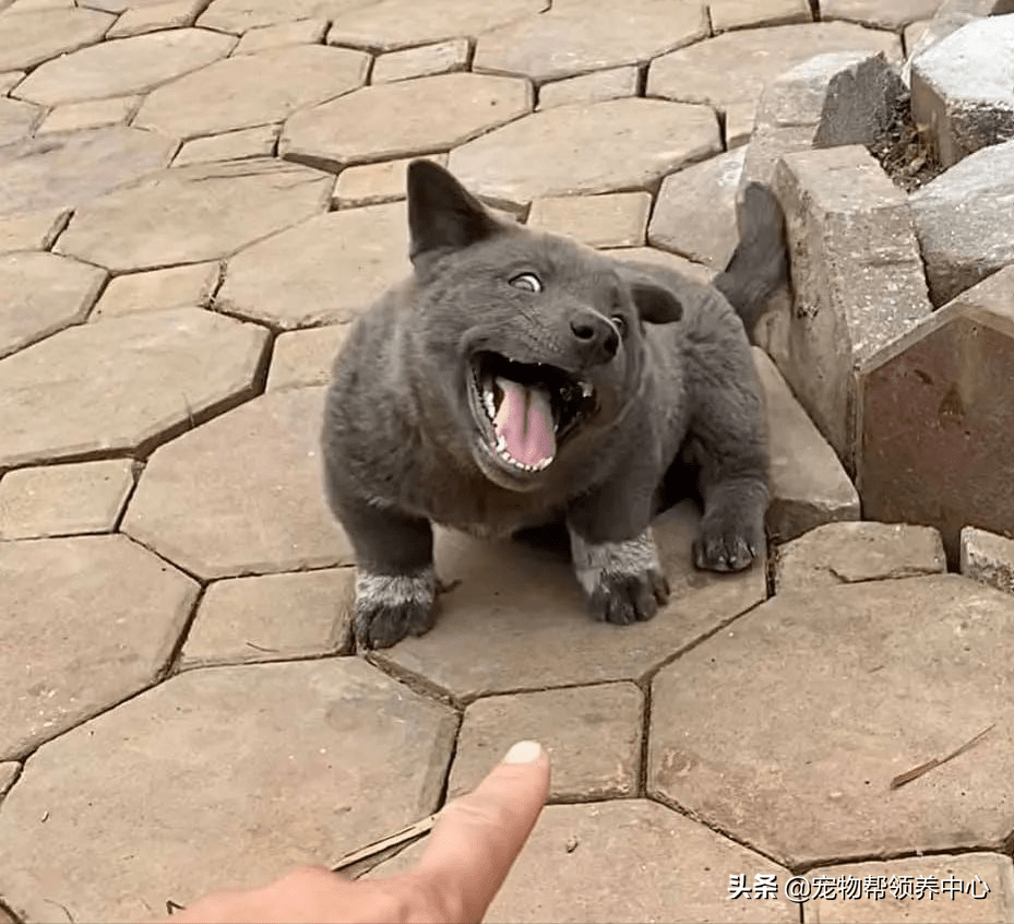 那只天生自带"欠揍表情包"的蓝狗长大了,看到它依然想打它_dui_tun