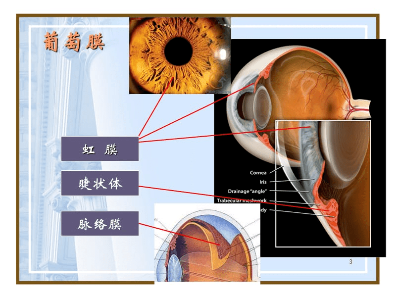 葡萄膜解剖图图片