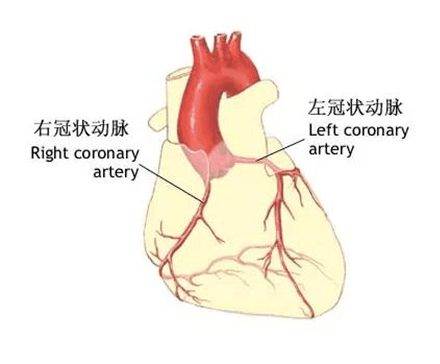 心脏右冠状动脉血管图图片