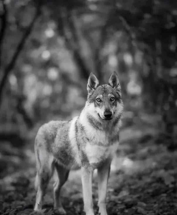 长毛捷克狼犬图片