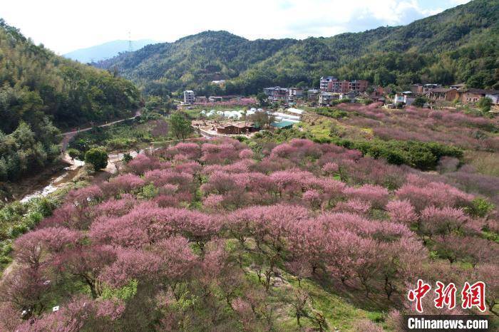 闽侯县|航拍福州郊区盛开的梅花林