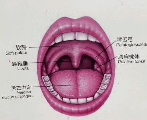 采核酸咽喉部准确部位图片