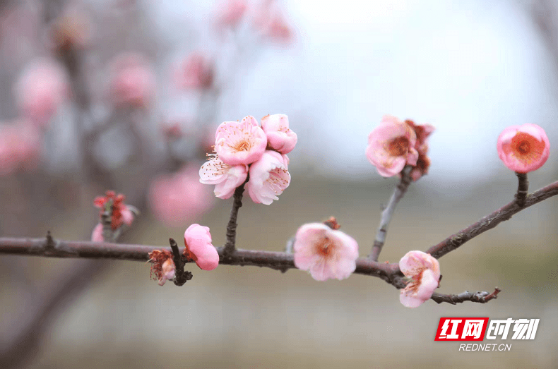 裴瑶|澧县城头山：梅花开了，春天来了