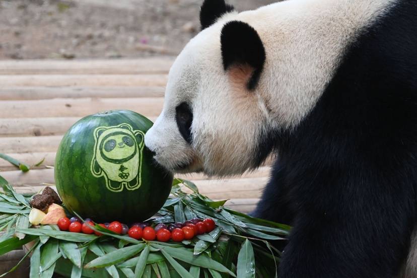 动物园熊猫庄园里,饲养员用西瓜和大熊猫爱吃的食物制作了水果墩墩