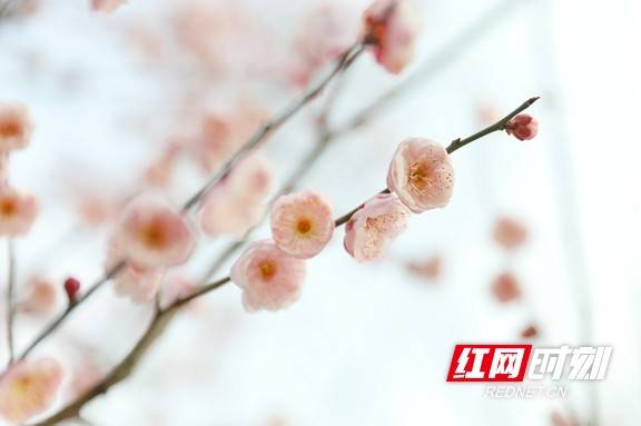 市民|早春时节春意闹 梅花枝头俏