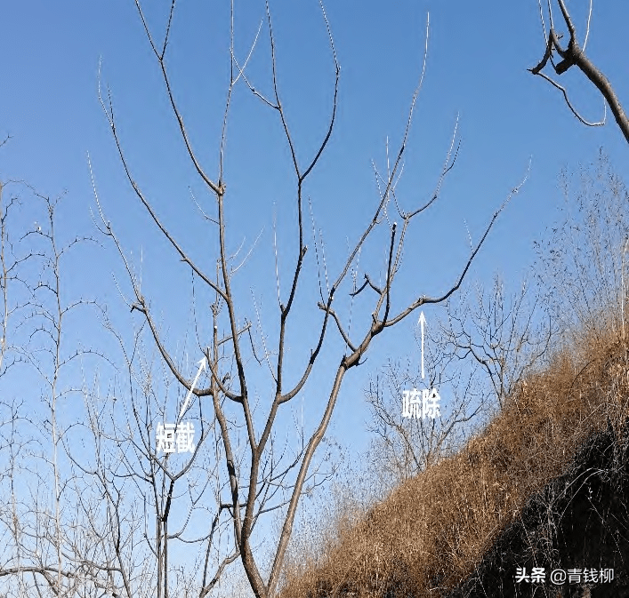 板栗树修剪技术_枝条_树体_进行