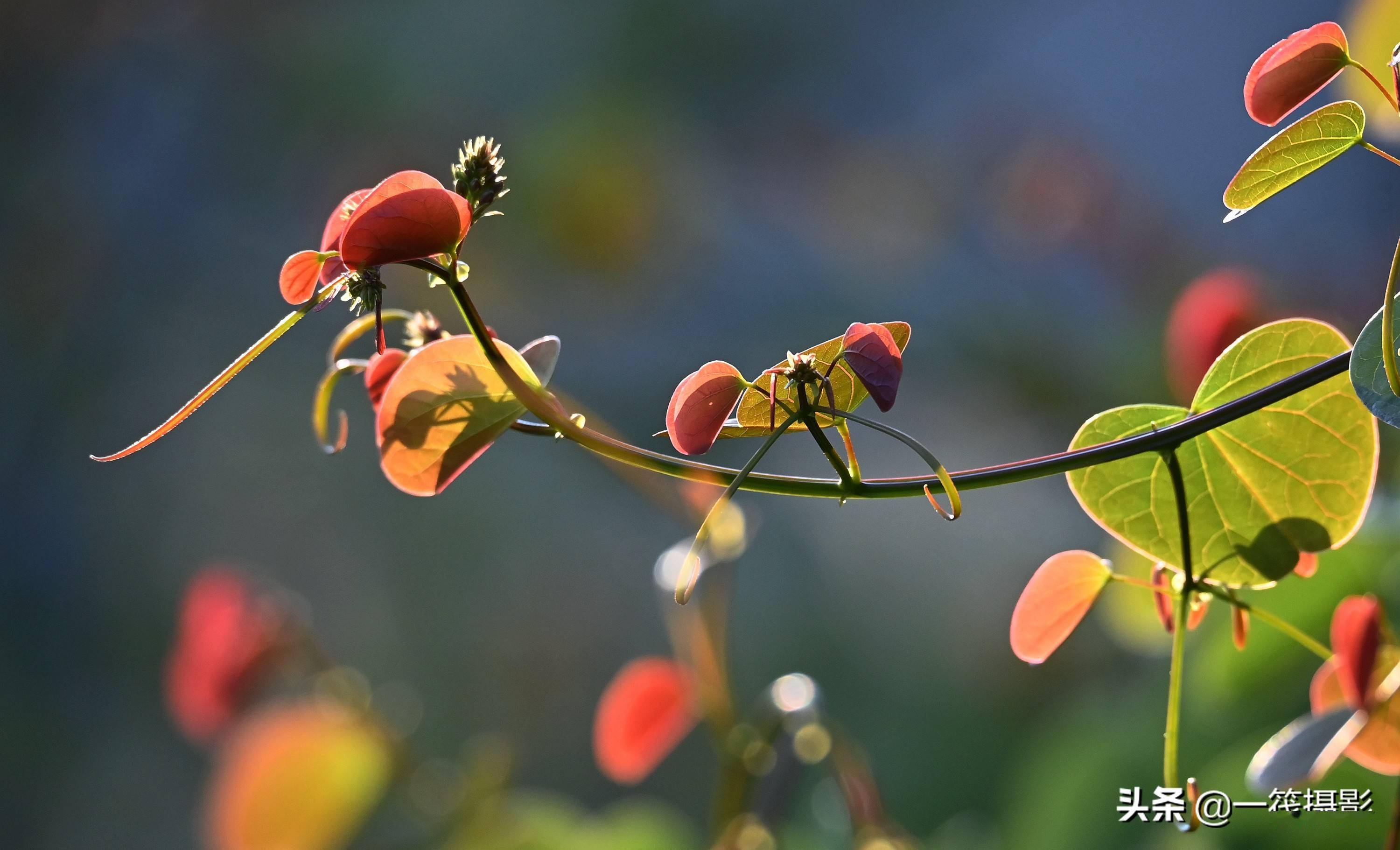 逆光之藤囊托羊蹄甲
