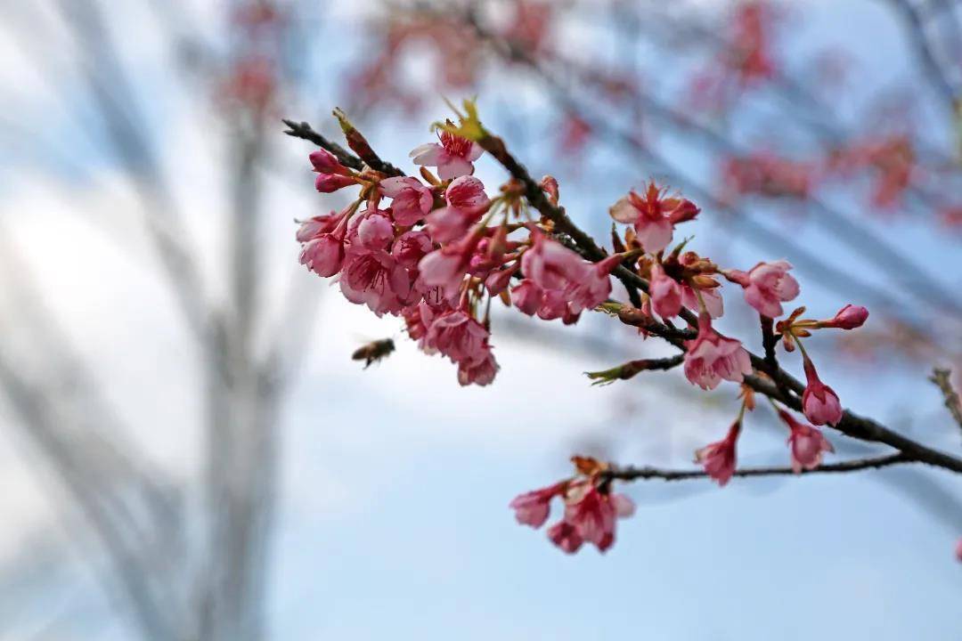 影响|今年上海第一波樱花将何时绽放？河津樱预计晚到几日但很灿烂