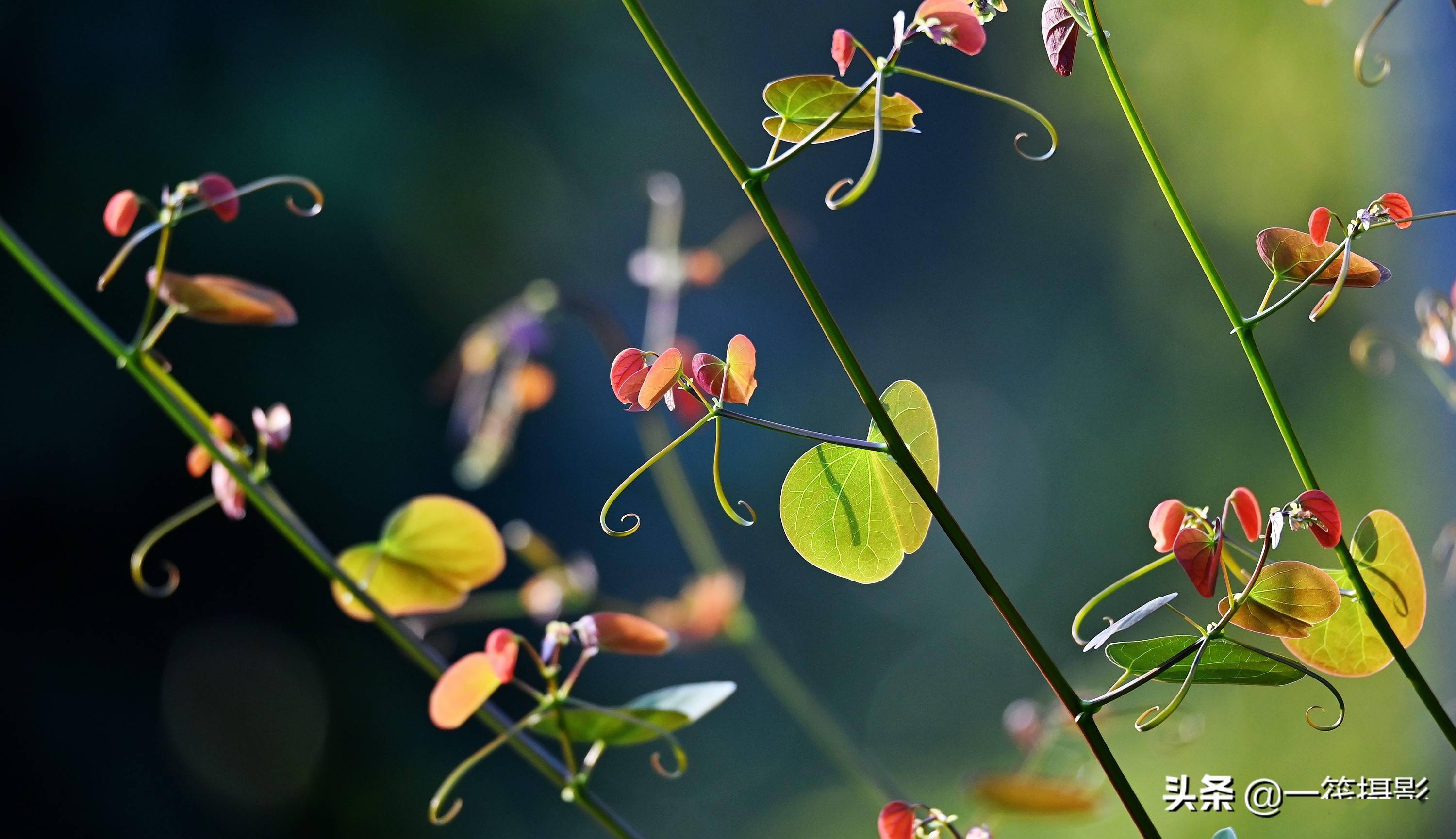 逆光之藤囊托羊蹄甲