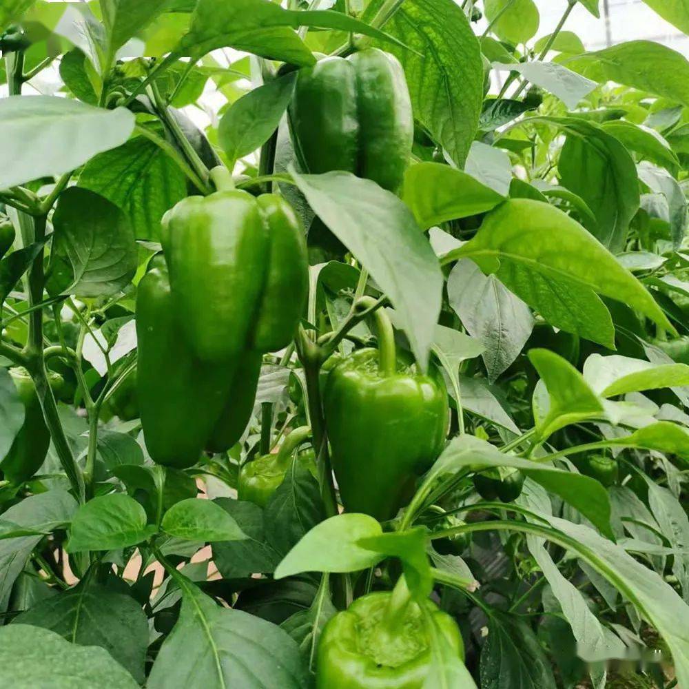 圆椒丨粪肥烧苗弱长势,思远农业有"主意"_刘奉顺_大哥_植株