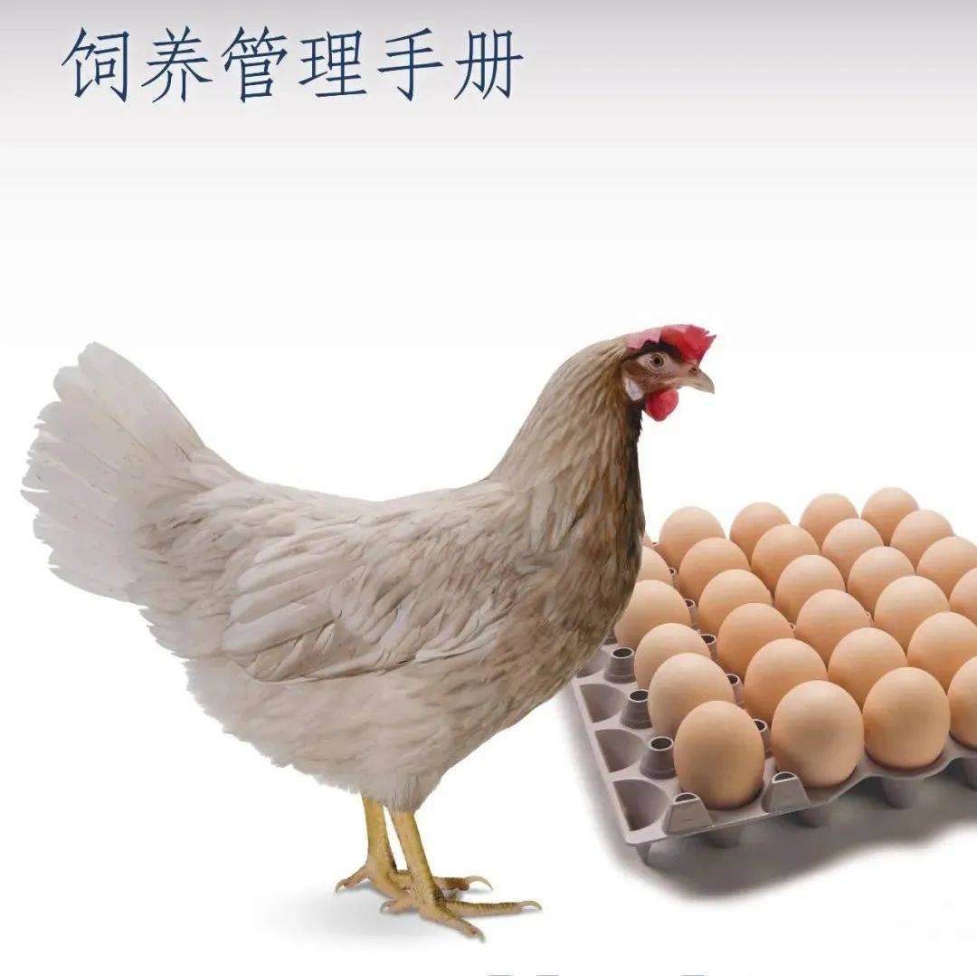 矢量图下蛋的母鸡图片素材免费下载 - 觅知网