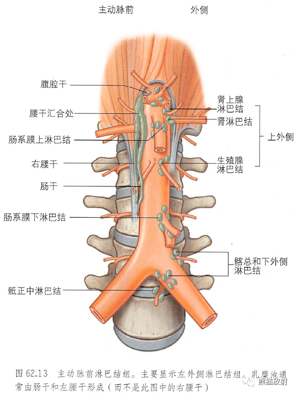解剖丨腹后壁和腹膜后间隙~