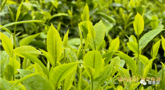 南涧:发展"一县一业" ,答好茶产业绿色发展答卷_茶叶_科技_水平