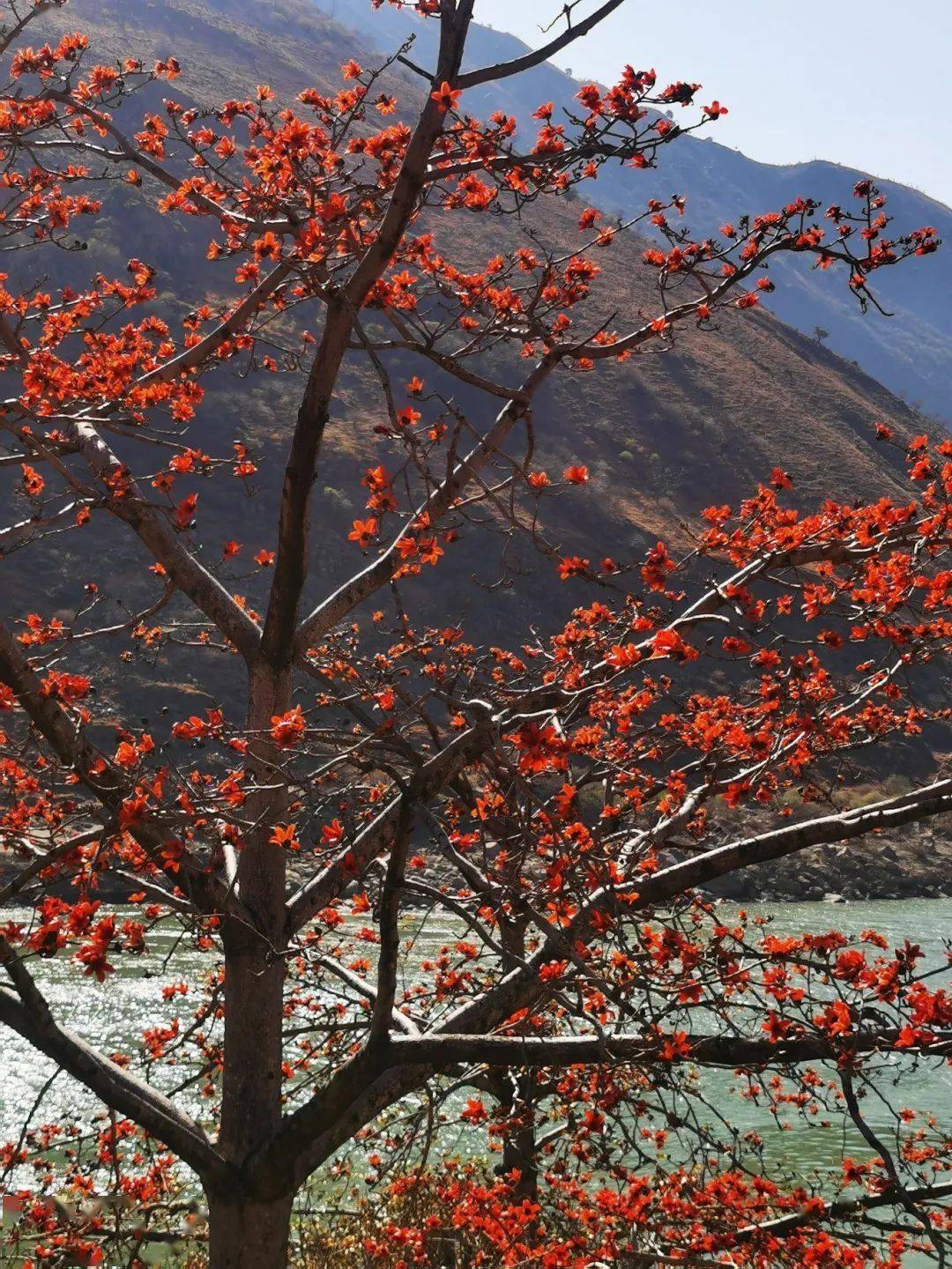 攀枝花树图片高清图片