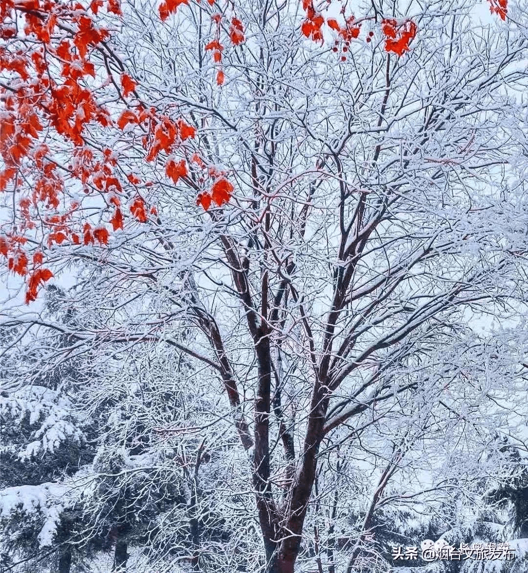 吴昆|雪落长岛 芳华刹那