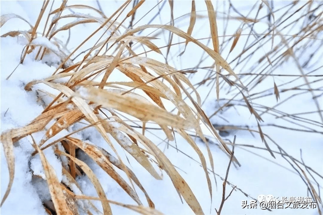 吴昆|雪落长岛 芳华刹那