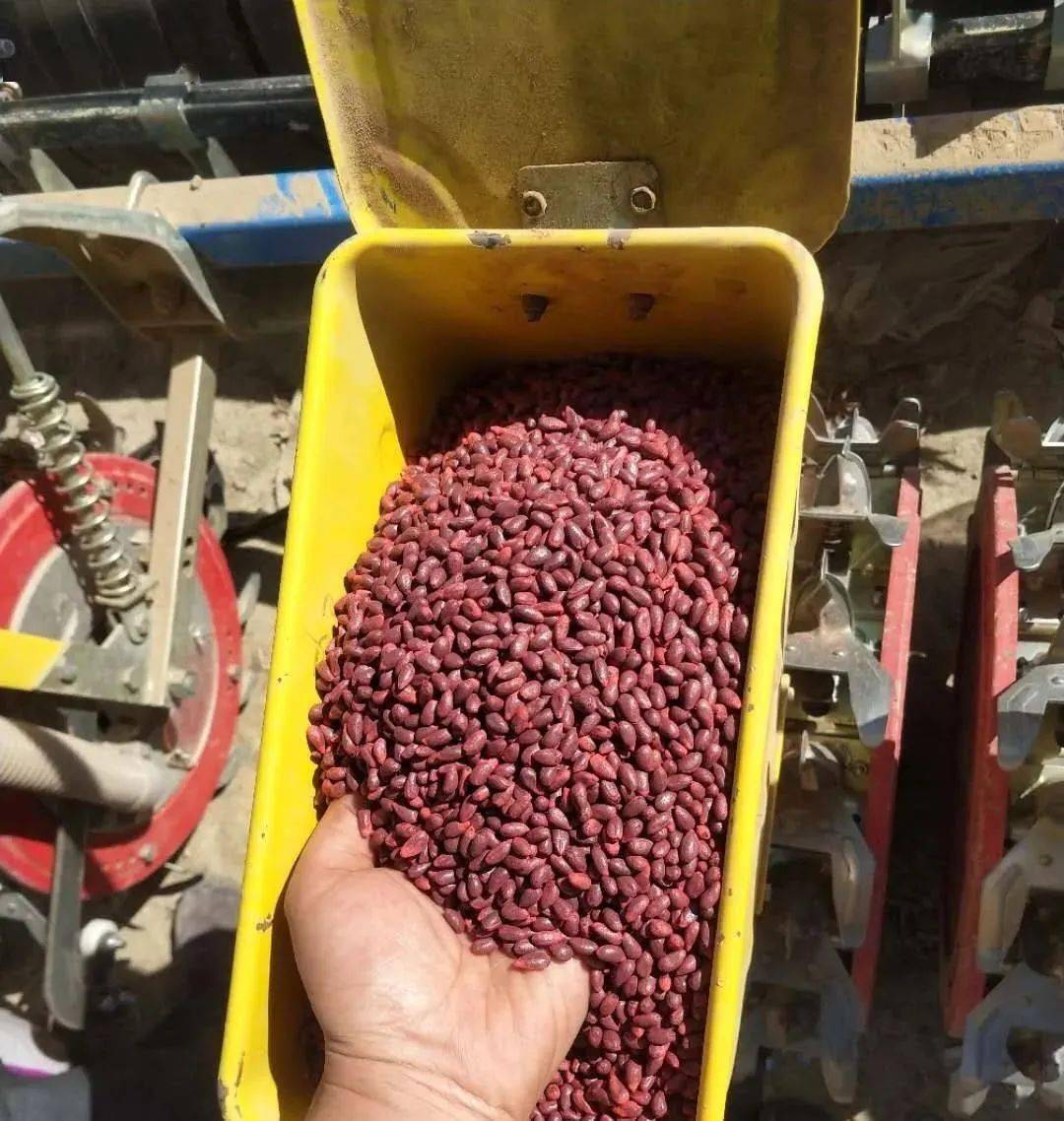 棉花种子人工粒选和晒种技术你怎么看