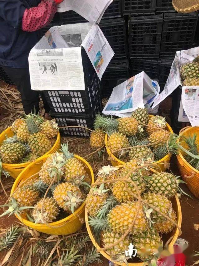 徐闻县委书记为民卖菠萝线上面向国际采购商如数家珍
