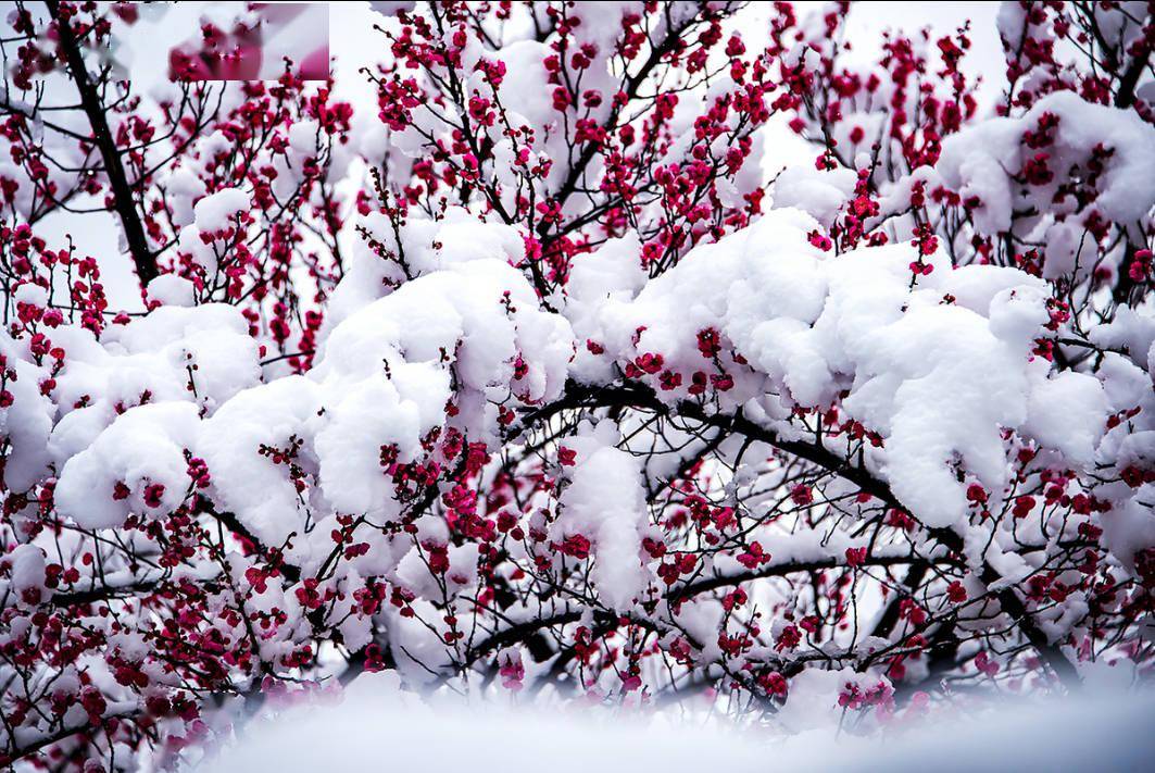 摄影欣赏:《雪压梅枝释冷香》_黄冈_来源_海棠