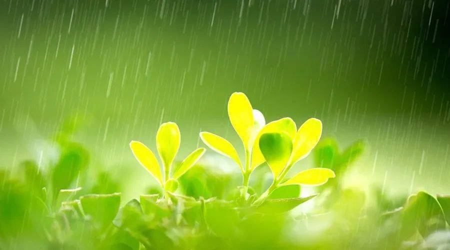 春雨貴如油,在「潤物細無聲」的春雨滋潤中,草木逐漸抽出嫩芽,欣欣