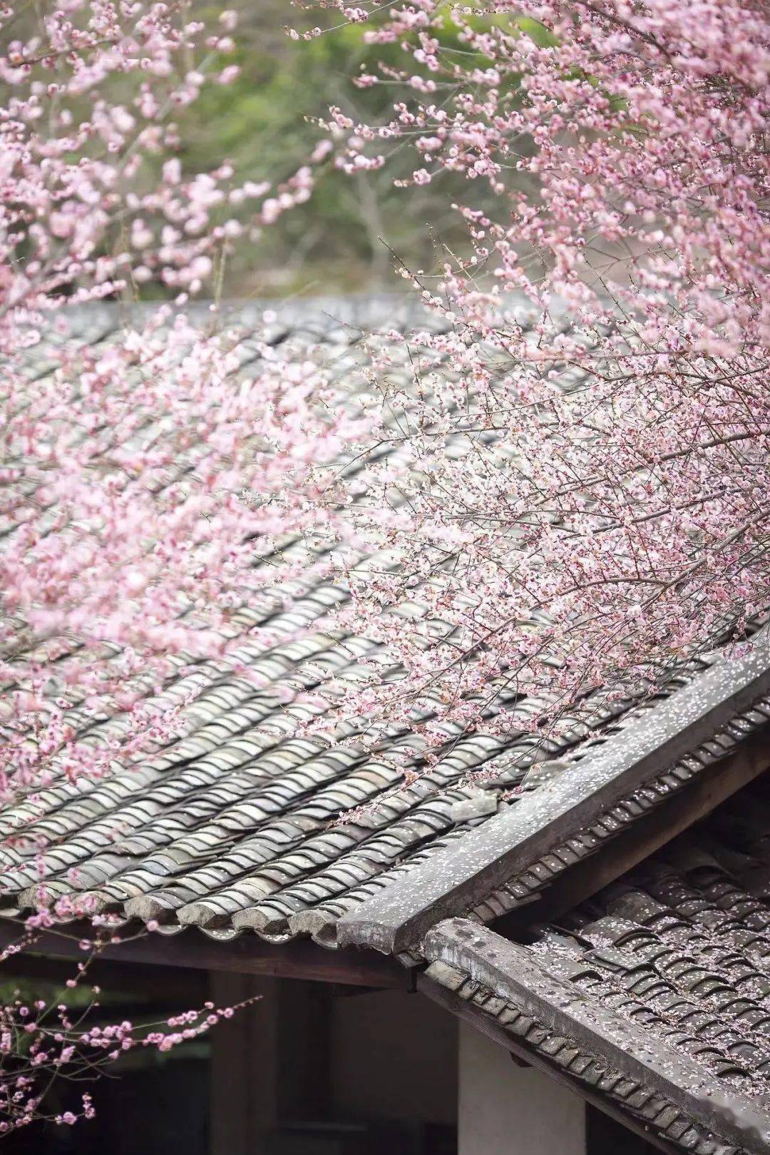 节气|今日雨水：好雨知时节，当春乃发生