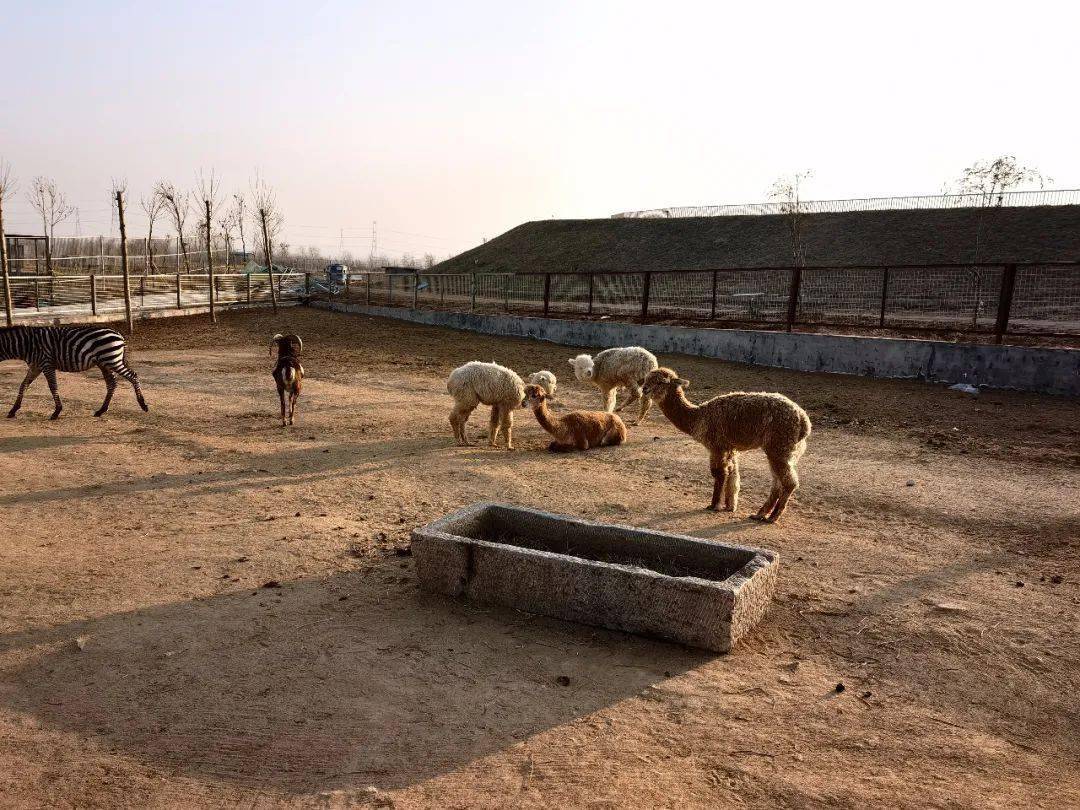 滕州野生动物园雏形初现又一遛娃好去处
