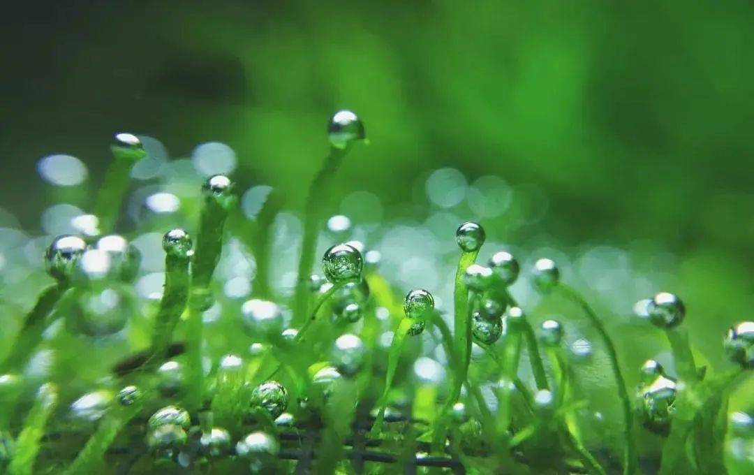 除了興修水利之外,雨水節氣期間