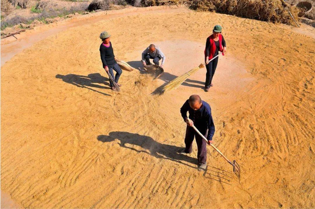 谷类是中国人的传统饮食,"五谷"指的是"稻,黍,稷,麦,菽".