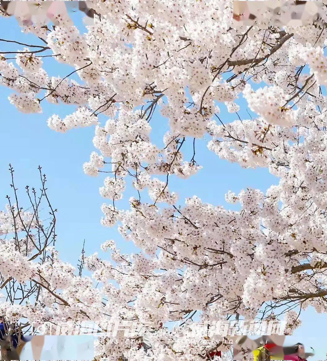 季节|写给威海的「情书」